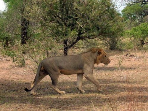 Lions Full Body